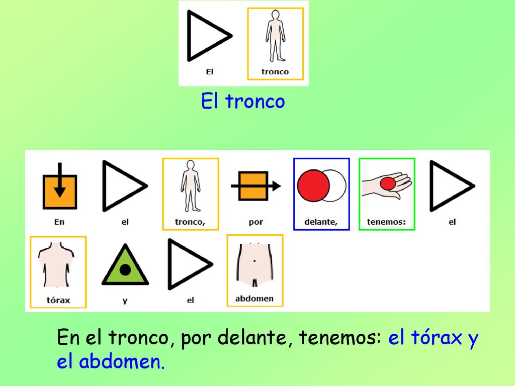El tronco En el tronco, por delante, tenemos: el tórax y el abdomen.