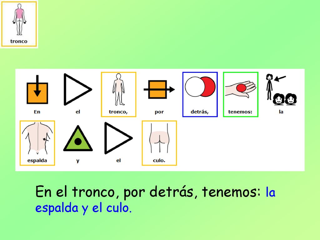 En el tronco, por detrás, tenemos: la espalda y el culo.