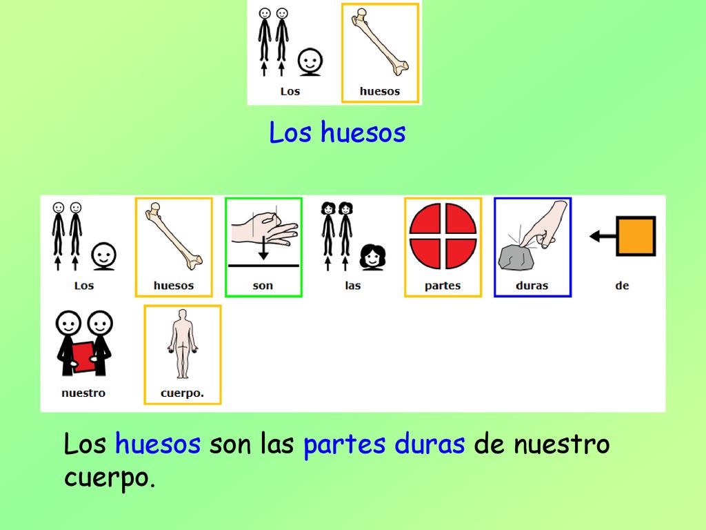 Los huesos Los huesos son las partes duras de nuestro cuerpo.