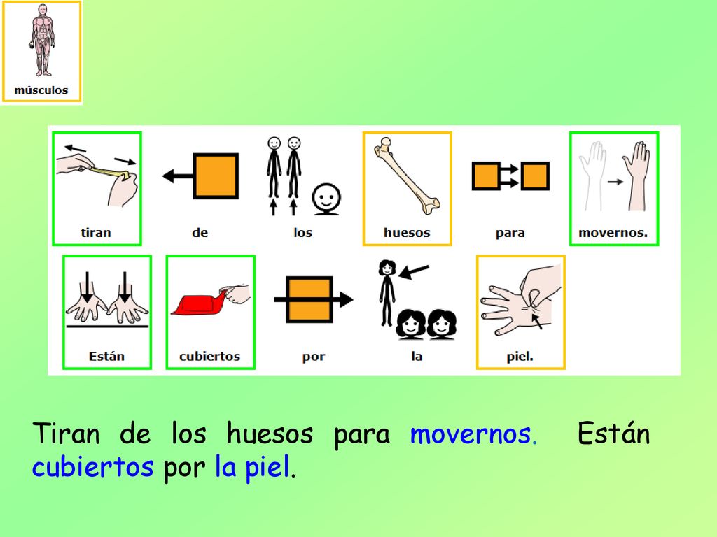 Tiran de los huesos para movernos. Están cubiertos por la piel.