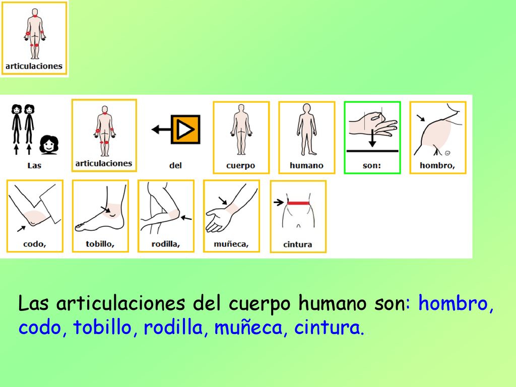 Las articulaciones del cuerpo humano son: hombro, codo, tobillo, rodilla, muñeca, cintura.