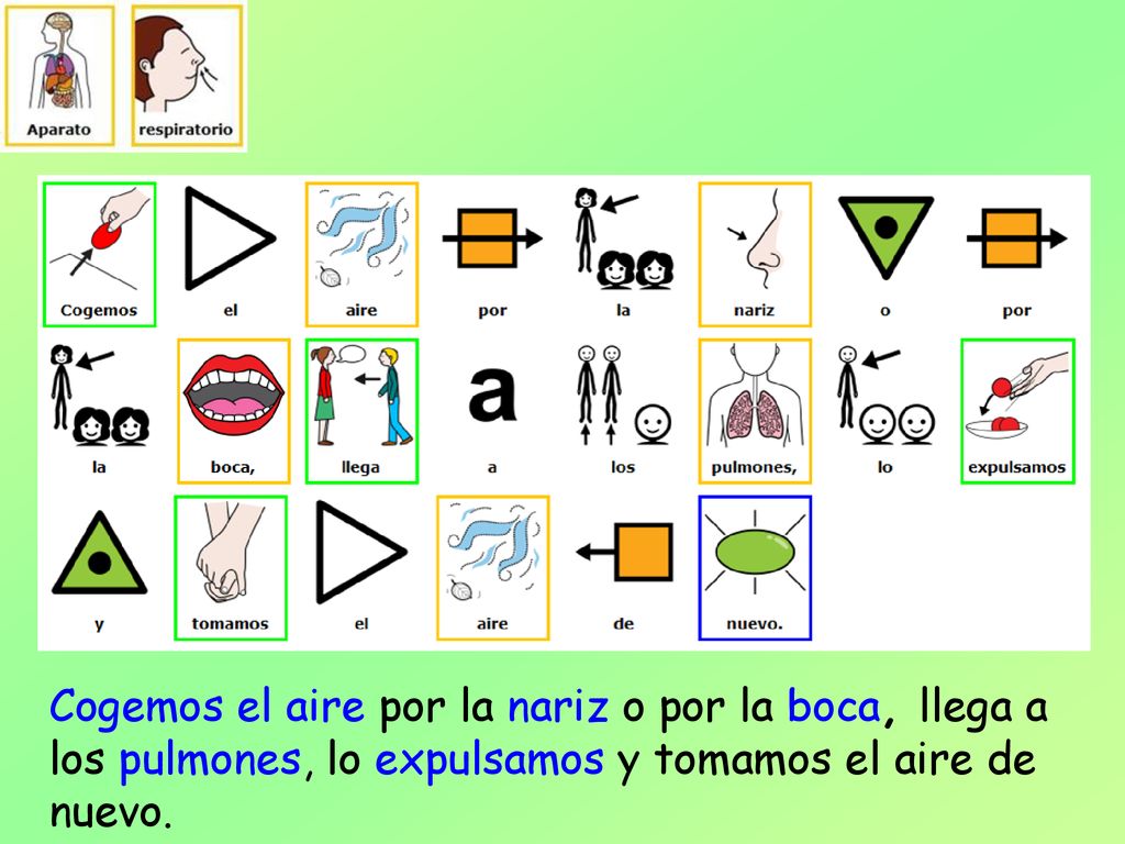 Cogemos el aire por la nariz o por la boca, llega a los pulmones, lo expulsamos y tomamos el aire de nuevo.