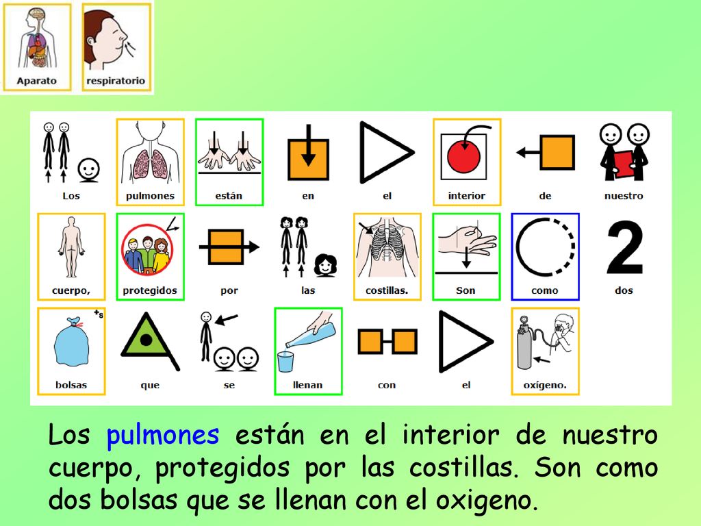 Los pulmones están en el interior de nuestro cuerpo, protegidos por las costillas.