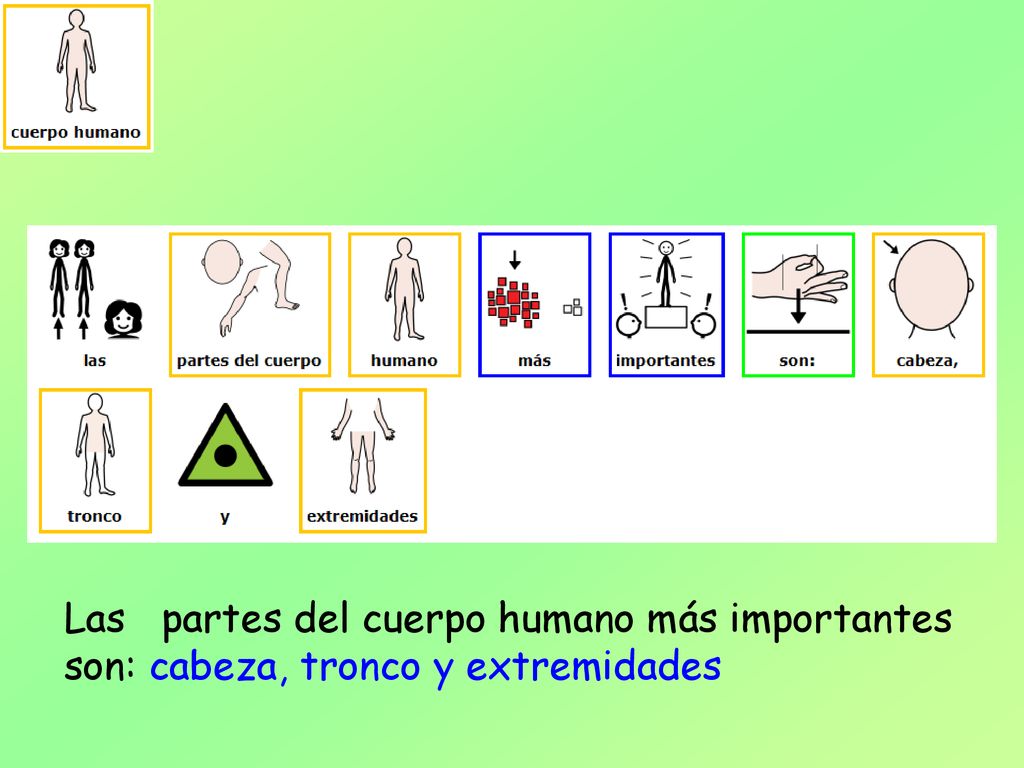 Las partes del cuerpo humano más importantes son: cabeza, tronco y extremidades