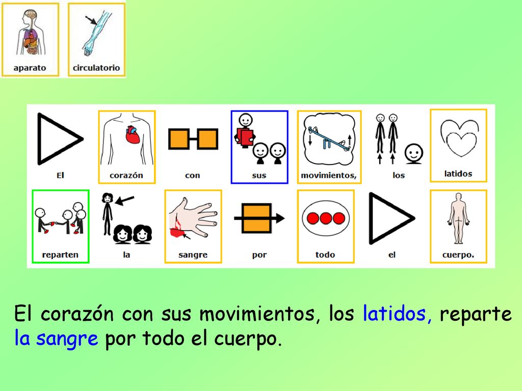 El corazón con sus movimientos, los latidos, reparte la sangre por todo el cuerpo.