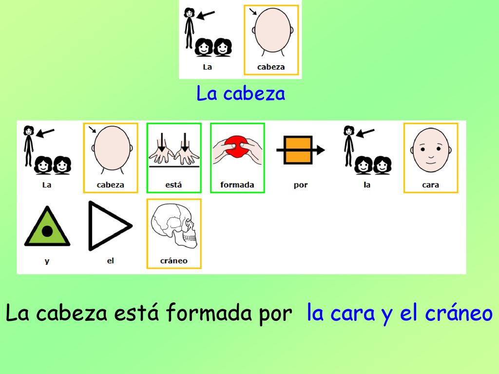 La cabeza está formada por la cara y el cráneo