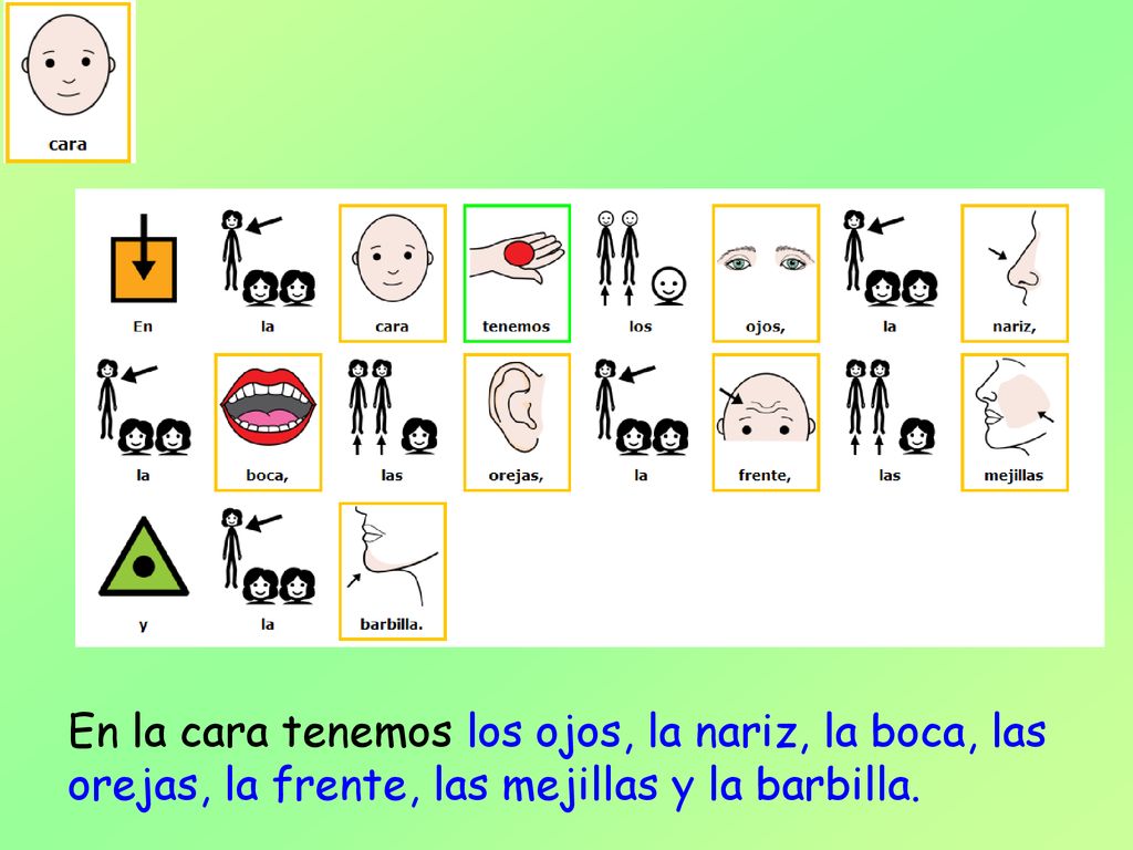 En la cara tenemos los ojos, la nariz, la boca, las orejas, la frente, las mejillas y la barbilla.