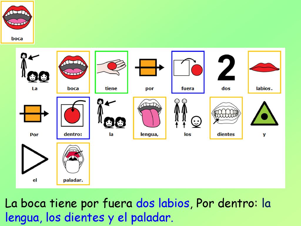 La boca tiene por fuera dos labios, Por dentro: la lengua, los dientes y el paladar.