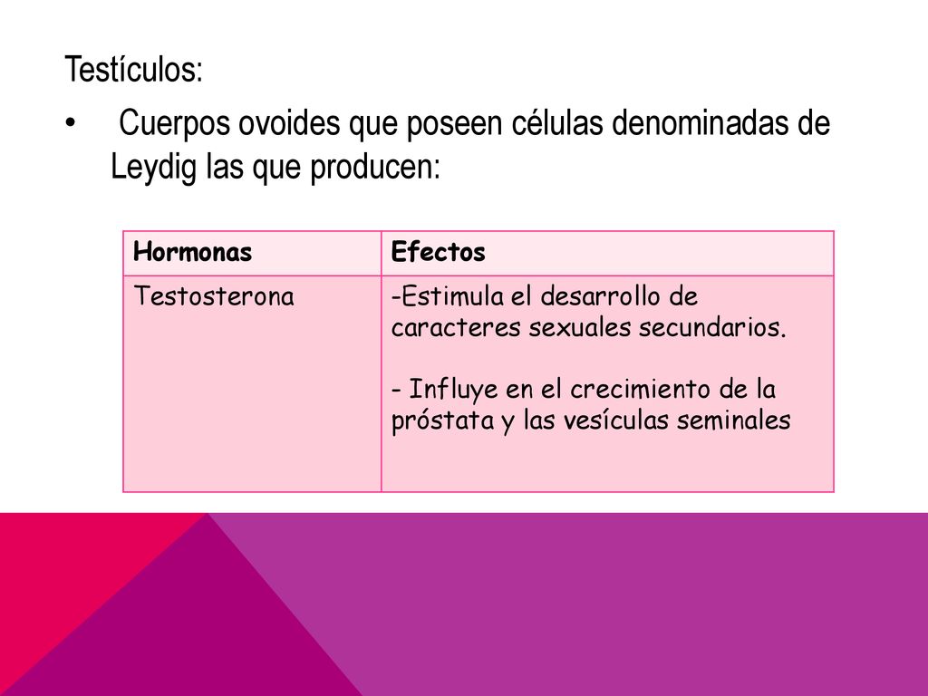 Testículos: Cuerpos ovoides que poseen células denominadas de Leydig las que producen: Hormonas. Efectos.