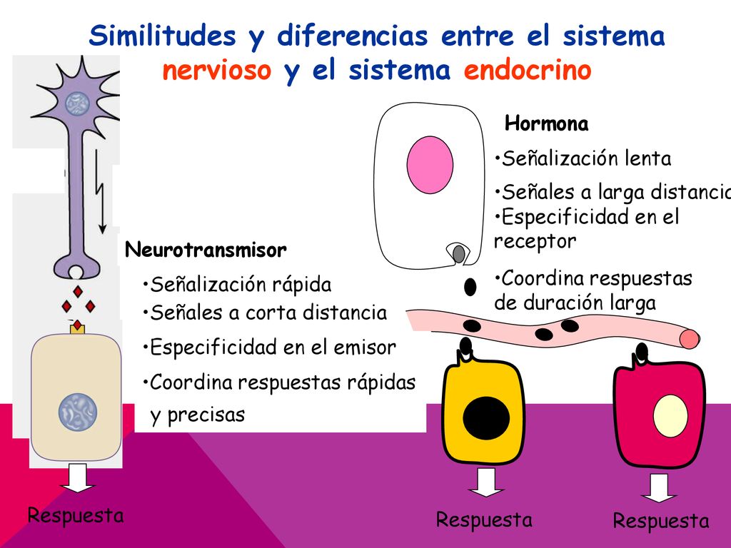 Similitudes y diferencias entre el sistema nervioso y el sistema endocrino