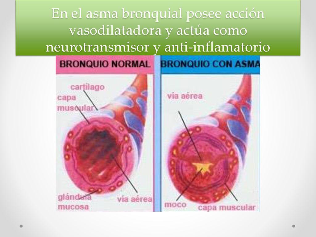 En el asma bronquial posee acción vasodilatadora y actúa como neurotransmisor y anti-inflamatorio