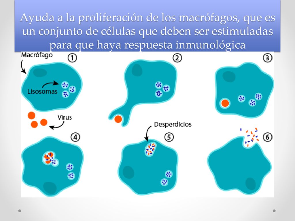 Ayuda a la proliferación de los macrófagos, que es un conjunto de células que deben ser estimuladas para que haya respuesta inmunológica