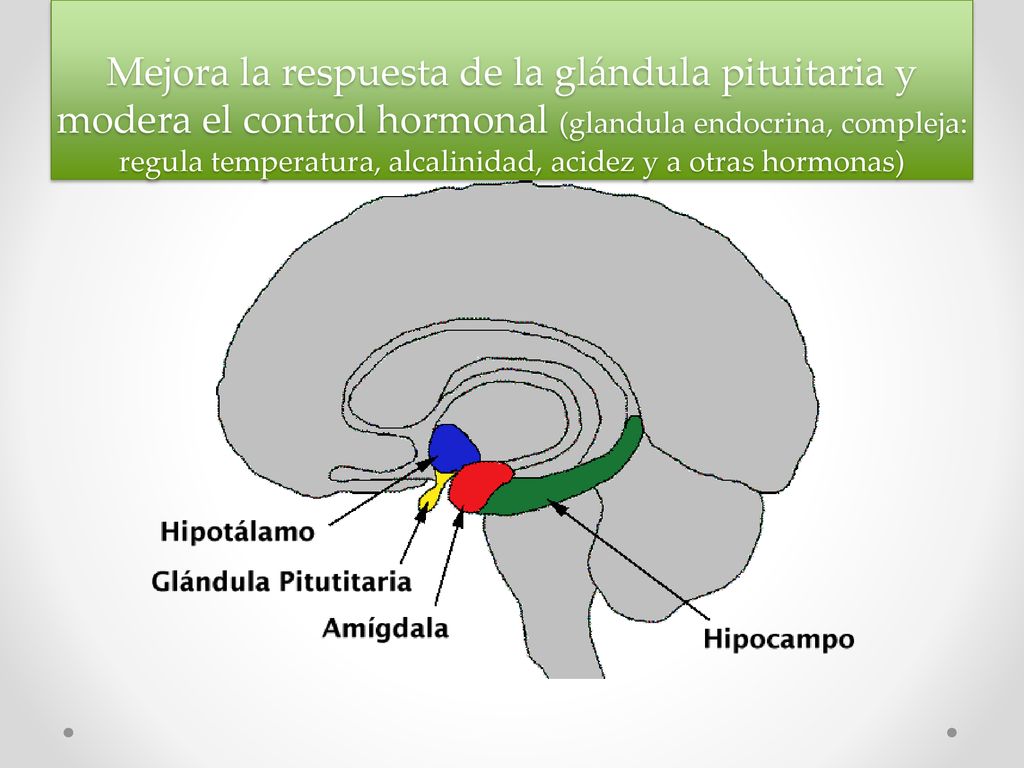 Mejora la respuesta de la glándula pituitaria y modera el control hormonal (glandula endocrina, compleja: regula temperatura, alcalinidad, acidez y a otras hormonas)