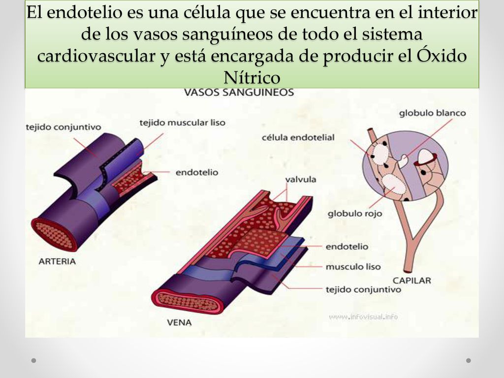 El endotelio es una célula que se encuentra en el interior de los vasos sanguíneos de todo el sistema cardiovascular y está encargada de producir el Óxido Nítrico