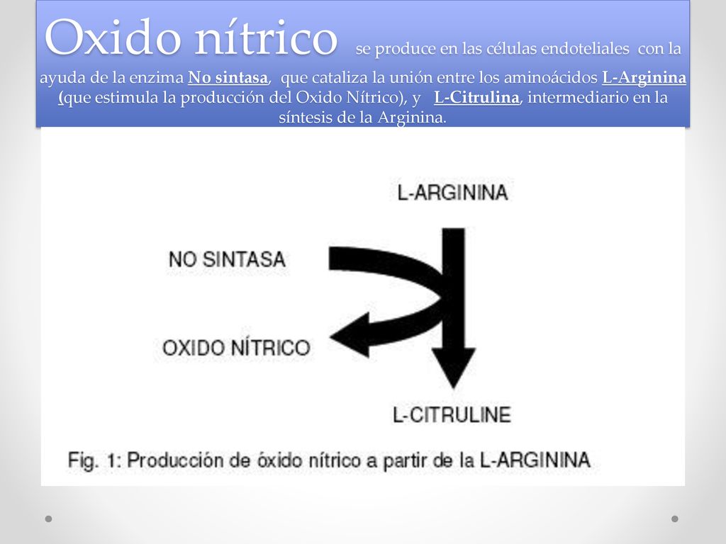 Oxido nítrico se produce en las células endoteliales con la ayuda de la enzima No sintasa, que cataliza la unión entre los aminoácidos L-Arginina (que estimula la producción del Oxido Nítrico), y L-Citrulina, intermediario en la síntesis de la Arginina.
