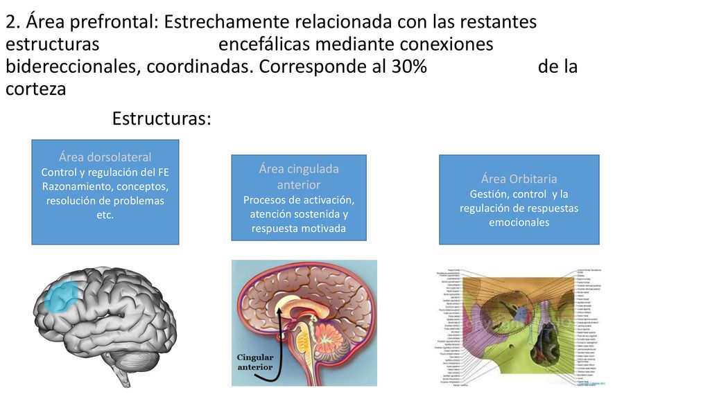 2. Área prefrontal: Estrechamente relacionada con las restantes estructuras encefálicas mediante conexiones bidereccionales, coordinadas. Corresponde al 30% de la corteza Estructuras: