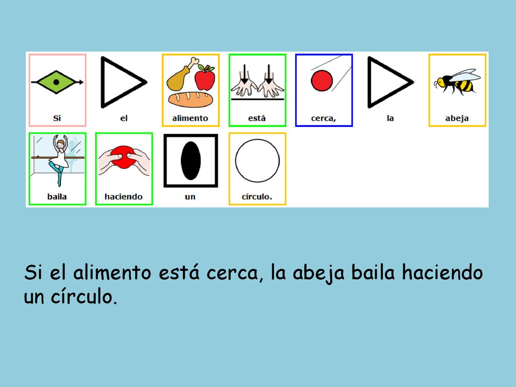 Si el alimento está cerca, la abeja baila haciendo un círculo.