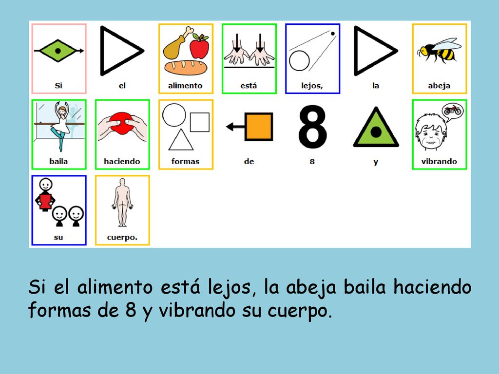 Si el alimento está lejos, la abeja baila haciendo formas de 8 y vibrando su cuerpo.