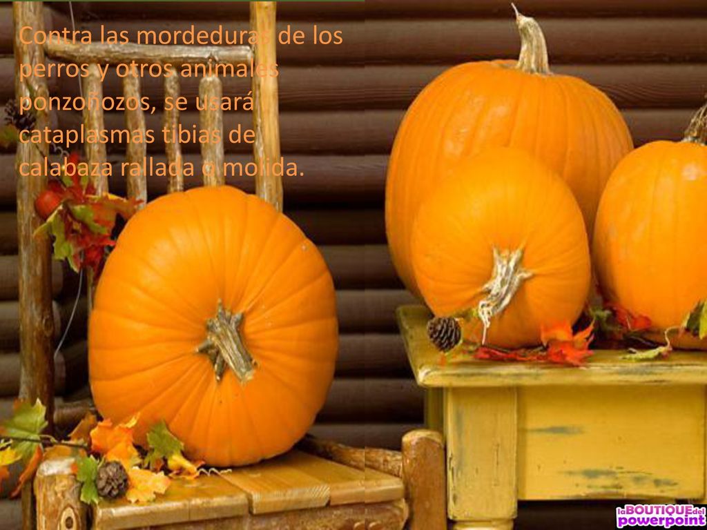 Contra las mordeduras de los perros y otros animales ponzoñozos, se usará cataplasmas tibias de calabaza rallada o molida.