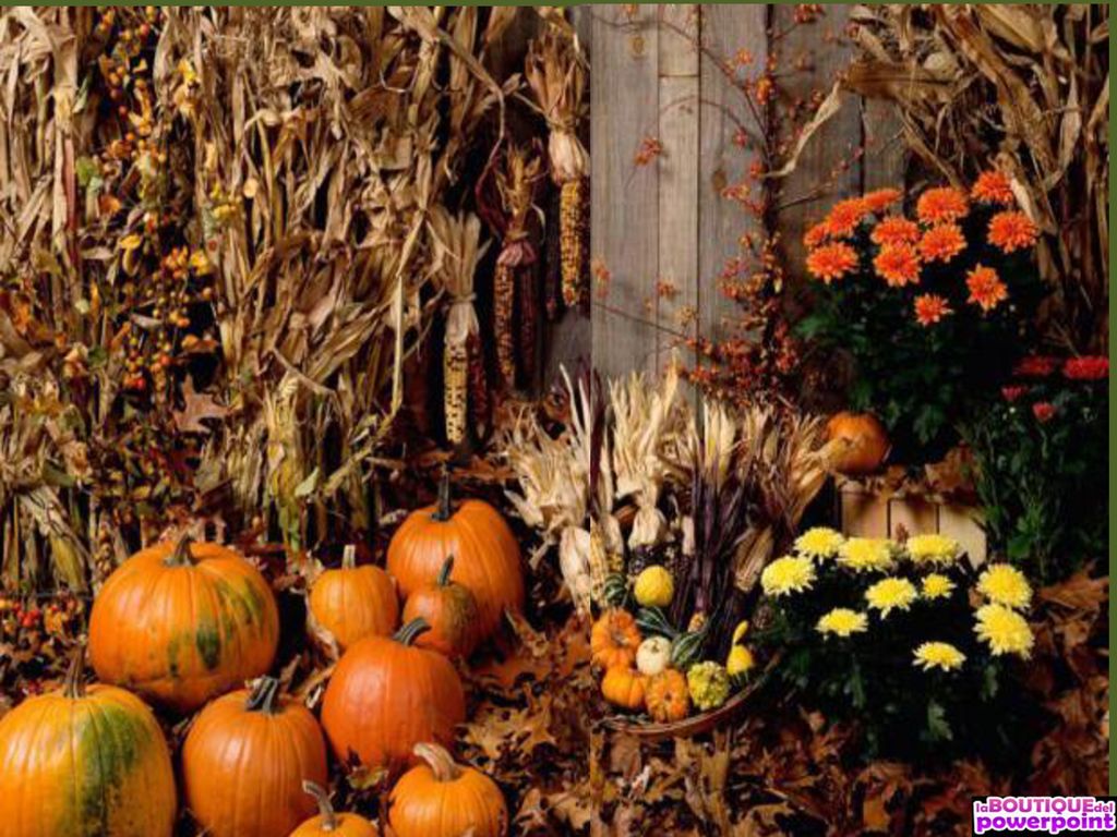 Al exterior se utiliza la calabaza, como refrescante en los estados febriles, para los cuales se aplicará tajadas crudas, especialmente sobre el vientre y las axilas