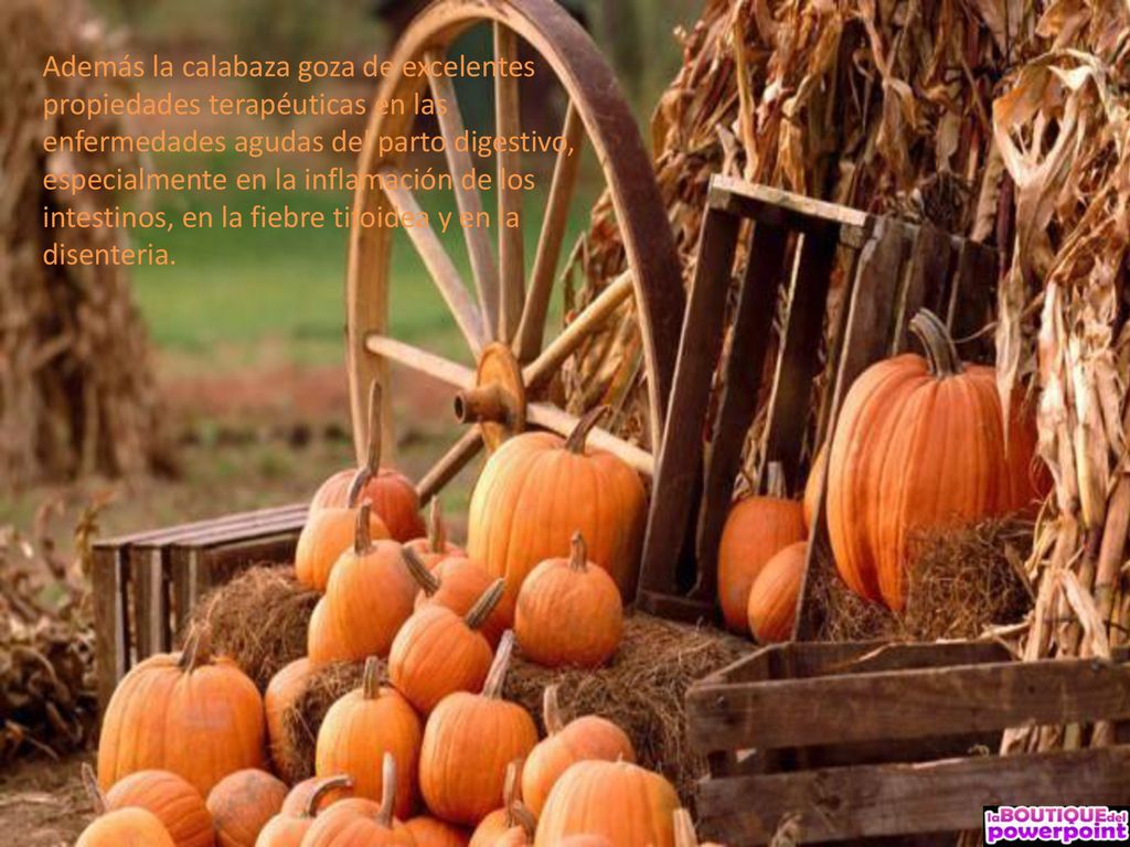 Además la calabaza goza de excelentes propiedades terapéuticas en las enfermedades agudas del parto digestivo, especialmente en la inflamación de los intestinos, en la fiebre tifoidea y en la disenteria.