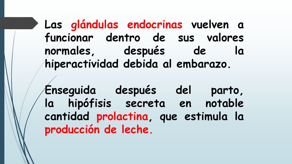Las glándulas endocrinas vuelven a funcionar dentro de sus valores normales, después de la hiperactividad debida al embarazo.