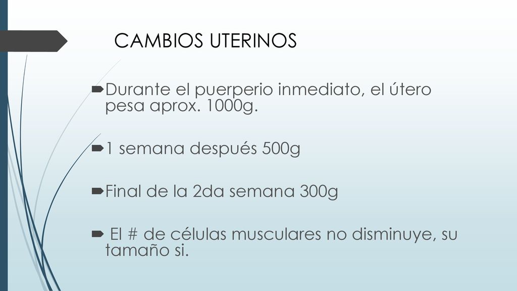 CAMBIOS UTERINOS Durante el puerperio inmediato, el útero pesa aprox. 1000g. 1 semana después 500g.