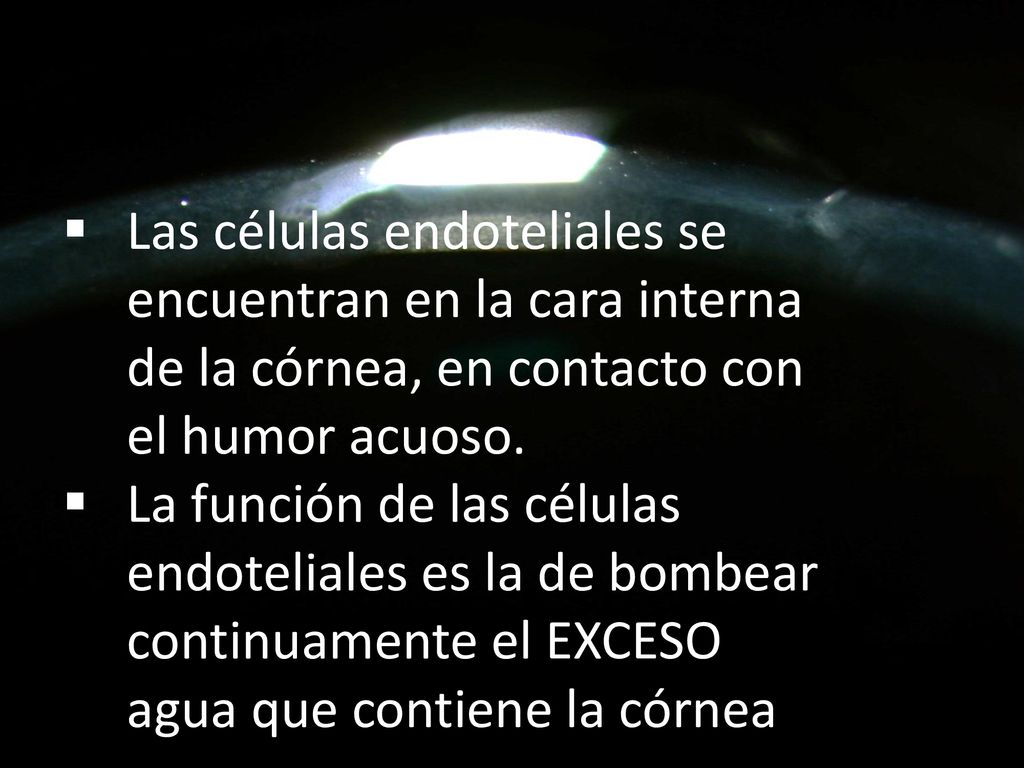 Las células endoteliales se encuentran en la cara interna de la córnea, en contacto con el humor acuoso.