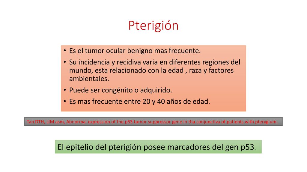 Pterigión El epitelio del pterigión posee marcadores del gen p53.