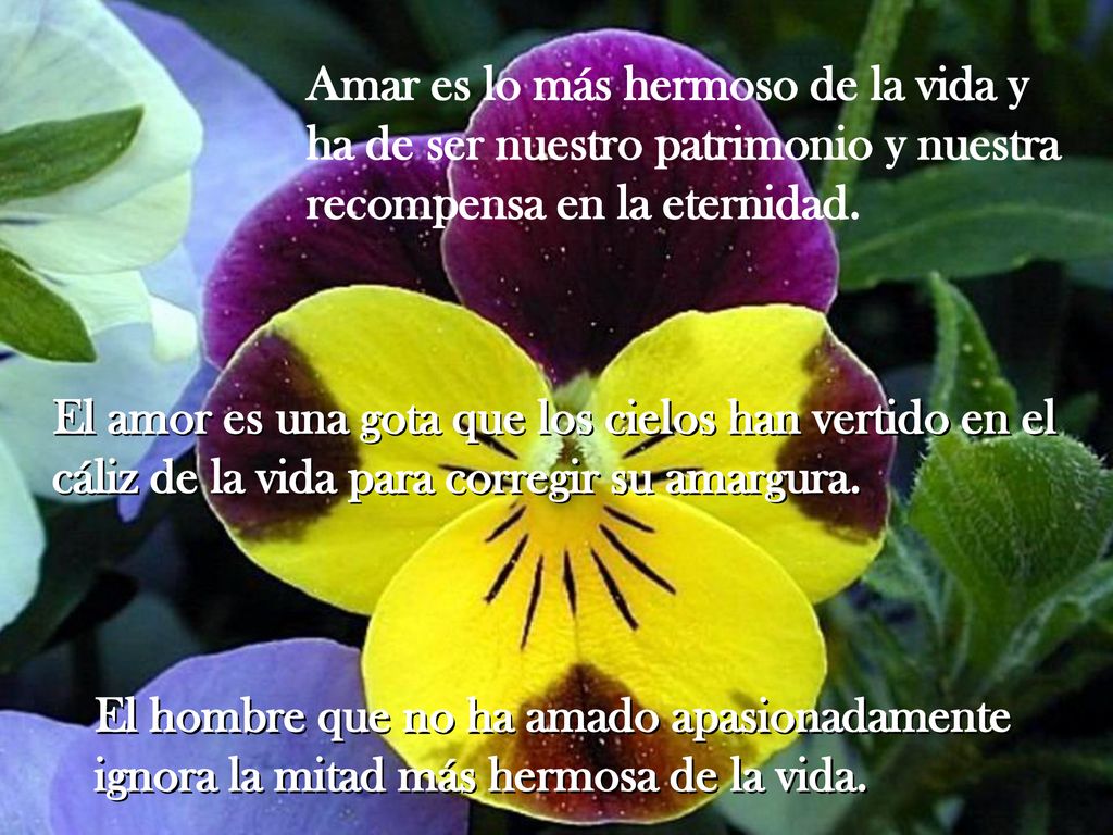 Amar es lo más hermoso de la vida y ha de ser nuestro patrimonio y nuestra recompensa en la eternidad.