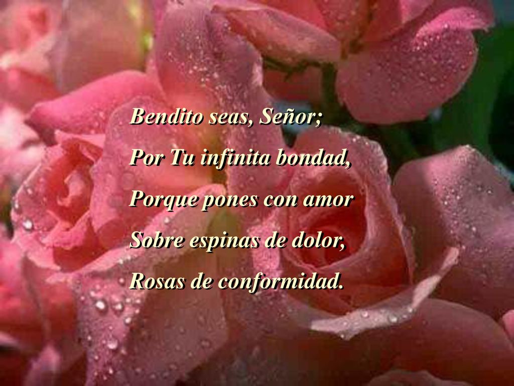 Bendito seas, Señor; Por Tu infinita bondad, Porque pones con amor.