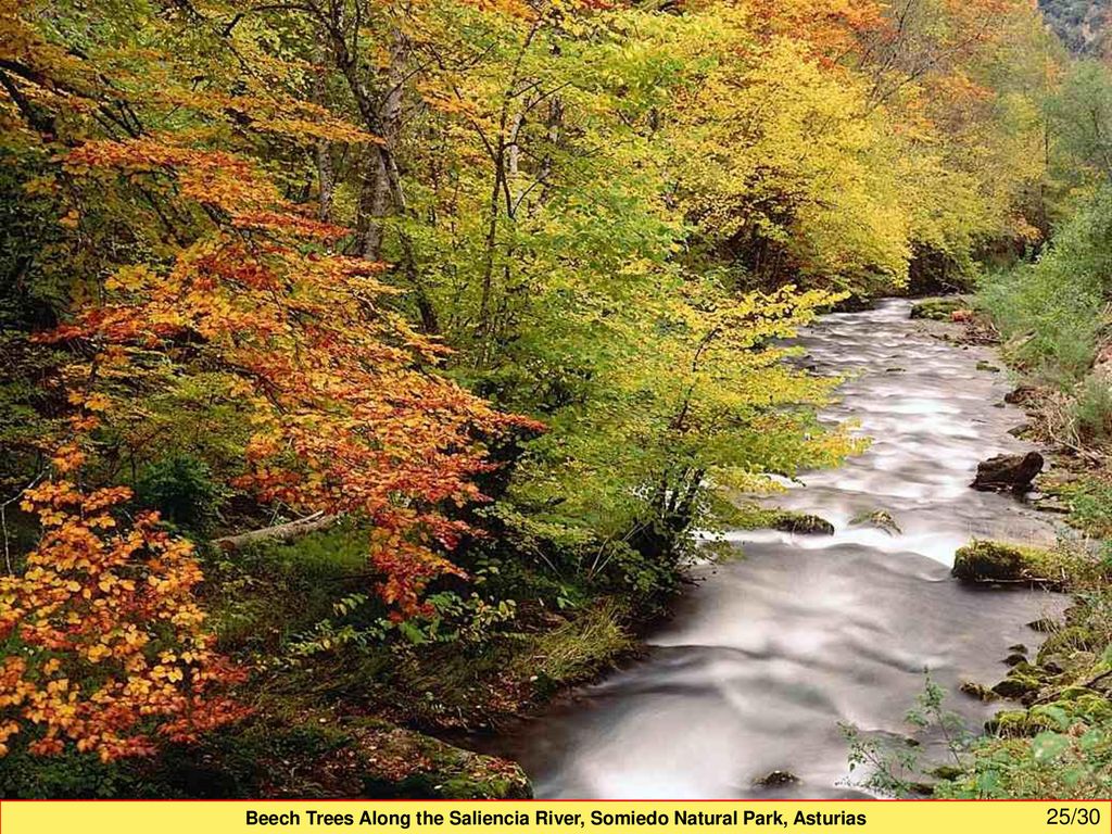 Beech Trees Along the Saliencia River, Somiedo Natural Park, Asturias