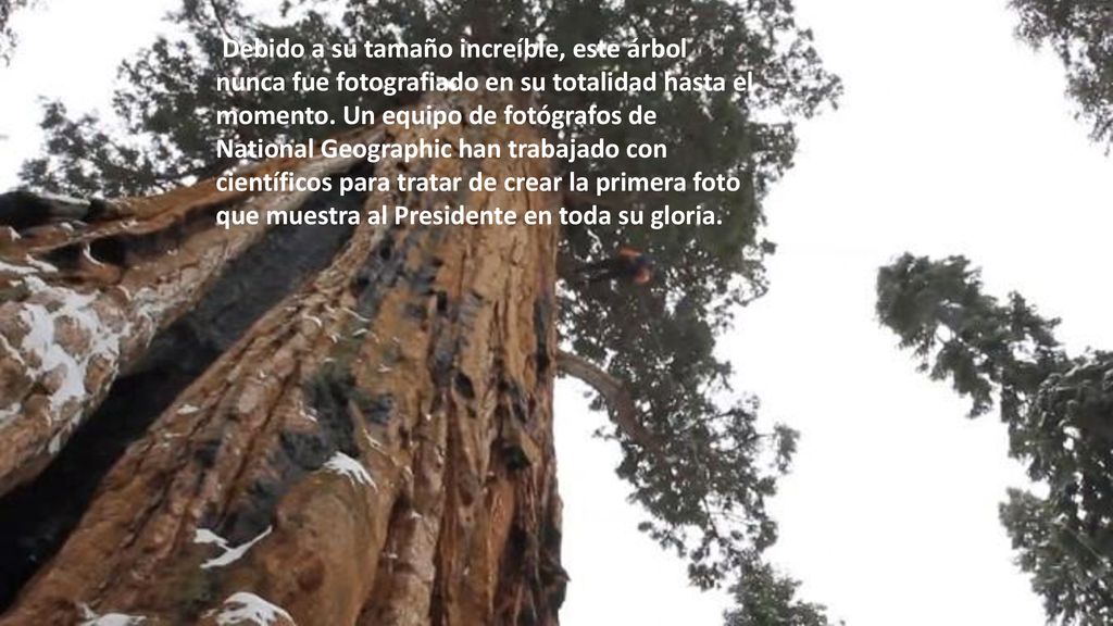Debido a su tamaño increíble, este árbol nunca fue fotografiado en su totalidad hasta el momento.