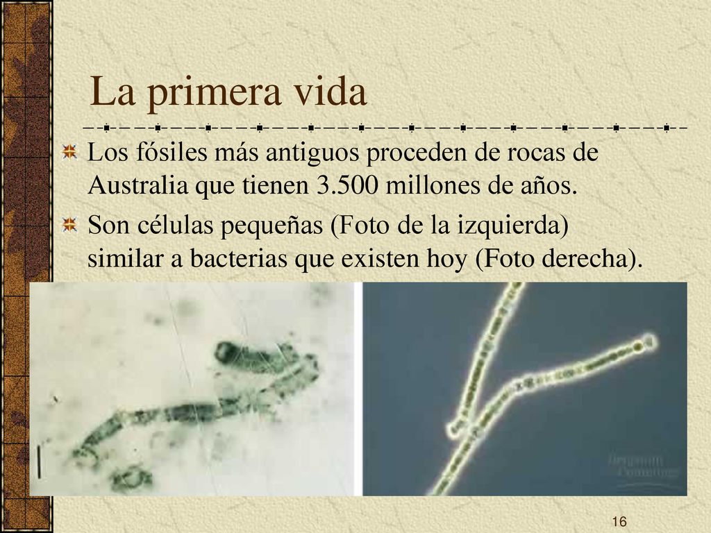 La primera vida Los fósiles más antiguos proceden de rocas de Australia que tienen millones de años.