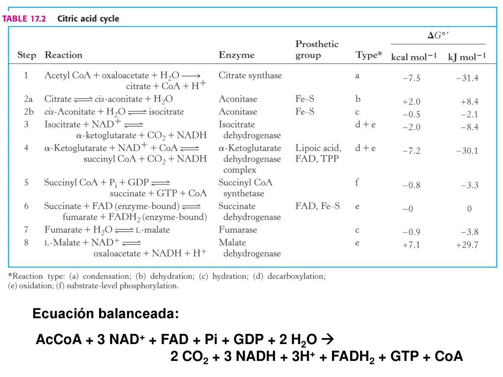 Ecuación balanceada: AcCoA + 3 NAD+ + FAD + Pi + GDP + 2 H2O  2 CO2 + 3 NADH + 3H+ + FADH2 + GTP + CoA.