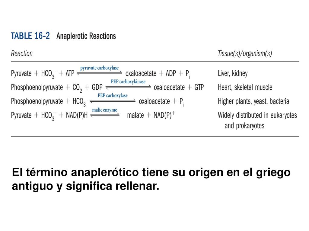 El término anaplerótico tiene su origen en el griego antiguo y significa rellenar.