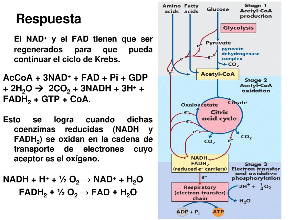 Respuesta El NAD+ y el FAD tienen que ser regenerados para que pueda continuar el ciclo de Krebs.
