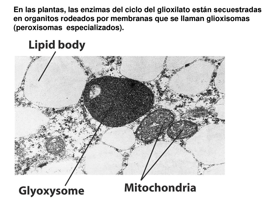 En las plantas, las enzimas del ciclo del glioxilato están secuestradas