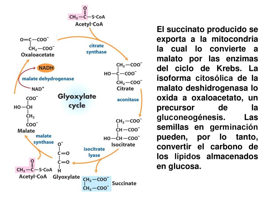 El succinato producido se exporta a la mitocondria la cual lo convierte a malato por las enzimas del ciclo de Krebs.