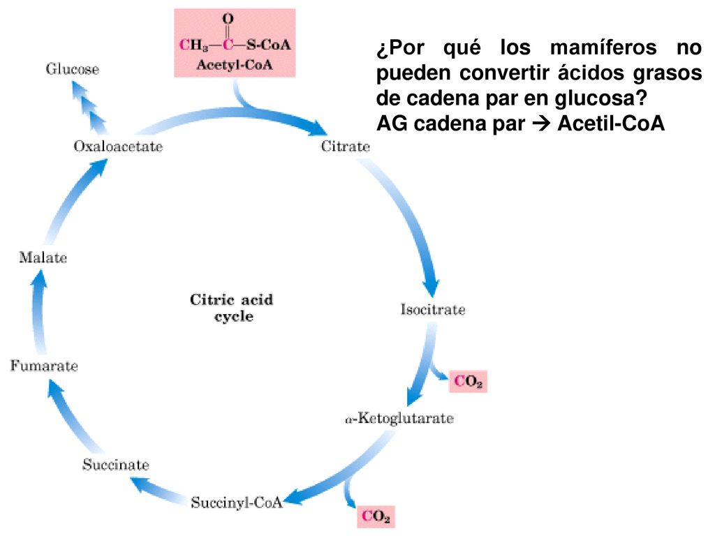 ¿Por qué los mamíferos no pueden convertir ácidos grasos de cadena par en glucosa
