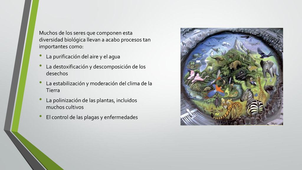 Muchos de los seres que componen esta diversidad biológica llevan a acabo procesos tan importantes como: