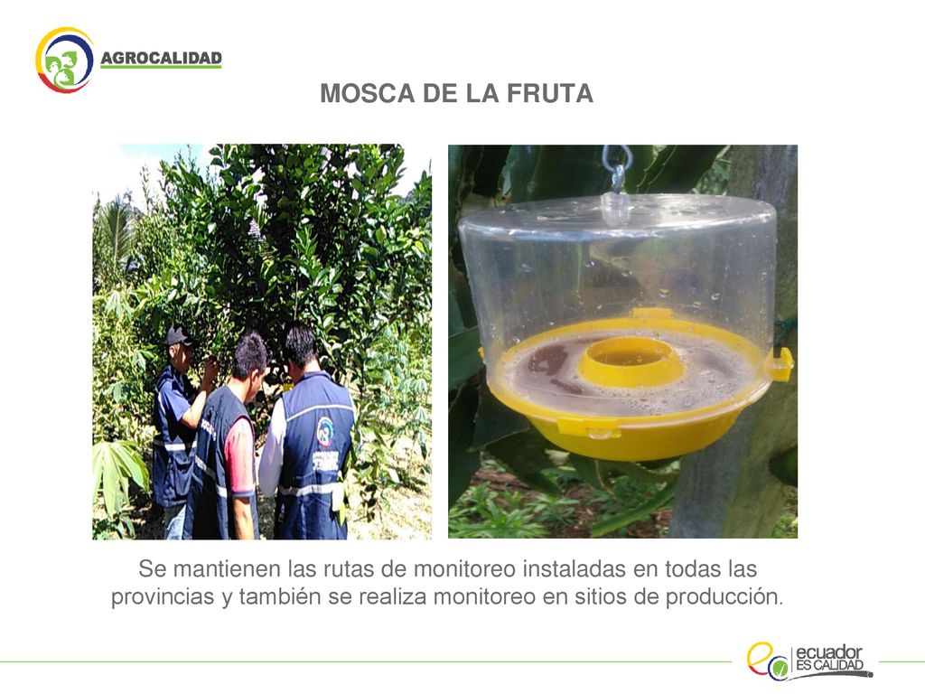 MOSCA DE LA FRUTA Se mantienen las rutas de monitoreo instaladas en todas las provincias y también se realiza monitoreo en sitios de producción.