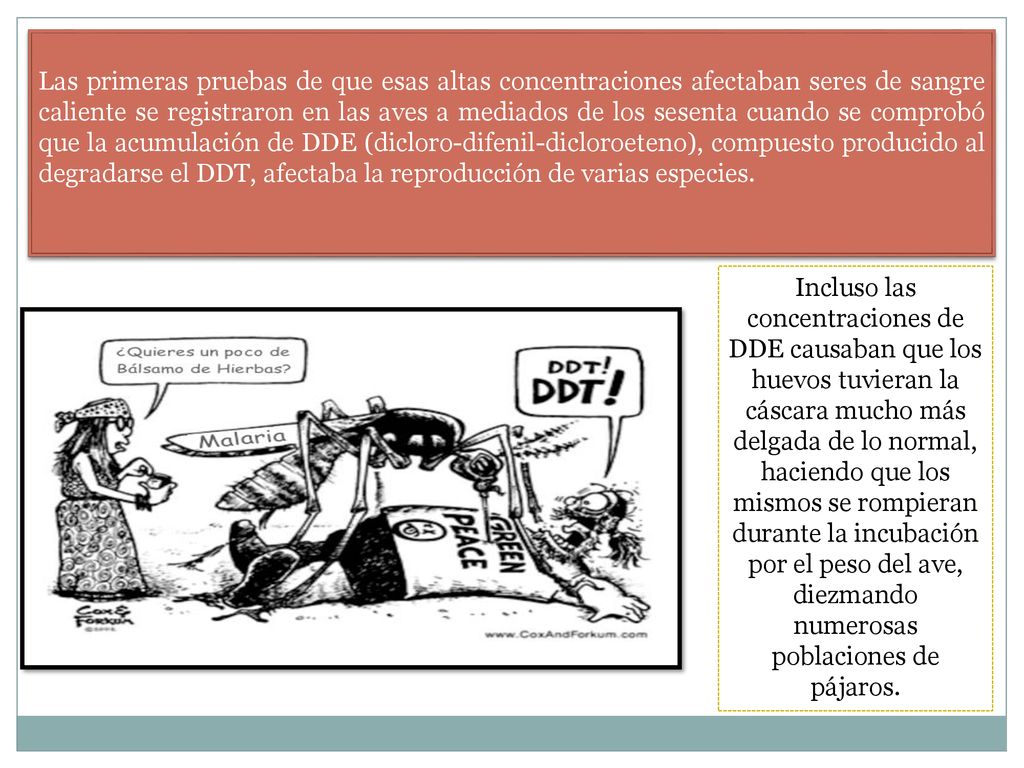 Las primeras pruebas de que esas altas concentraciones afectaban seres de sangre caliente se registraron en las aves a mediados de los sesenta cuando se comprobó que la acumulación de DDE (dicloro-difenil-dicloroeteno), compuesto producido al degradarse el DDT, afectaba la reproducción de varias especies.