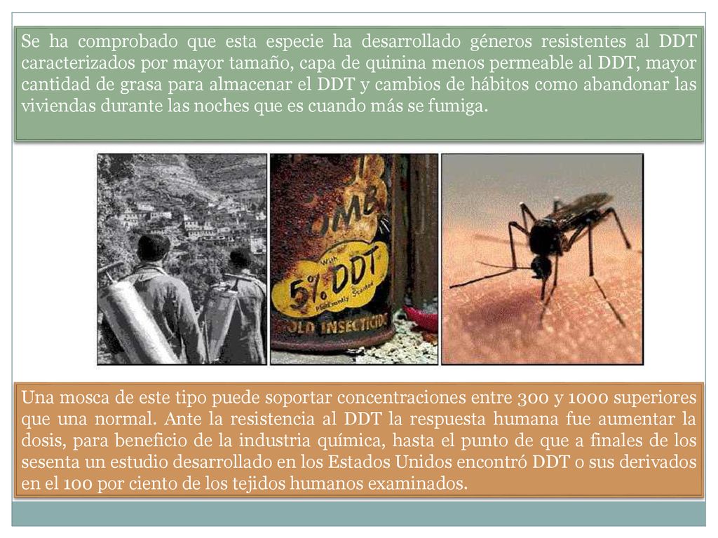 Se ha comprobado que esta especie ha desarrollado géneros resistentes al DDT caracterizados por mayor tamaño, capa de quinina menos permeable al DDT, mayor cantidad de grasa para almacenar el DDT y cambios de hábitos como abandonar las viviendas durante las noches que es cuando más se fumiga.