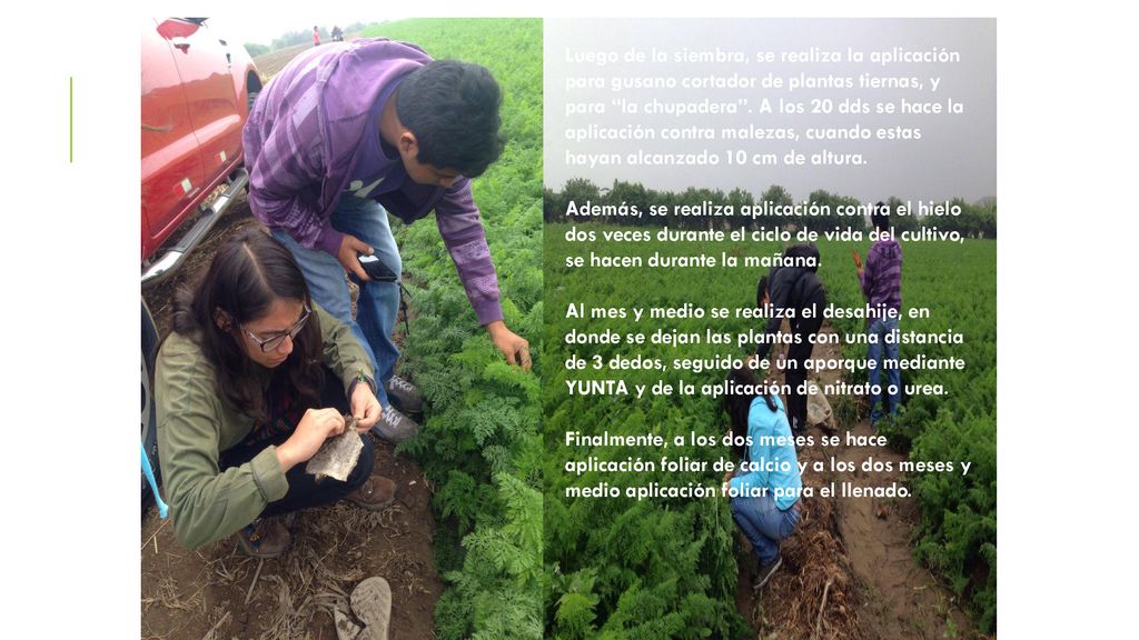 Luego de la siembra, se realiza la aplicación para gusano cortador de plantas tiernas, y para la chupadera . A los 20 dds se hace la aplicación contra malezas, cuando estas hayan alcanzado 10 cm de altura.