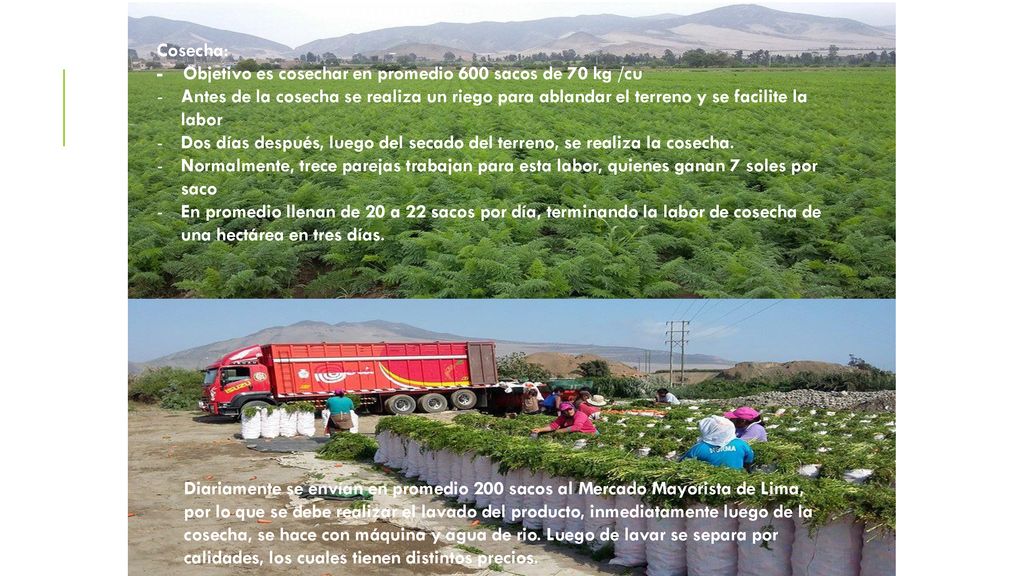 Cosecha: - Objetivo es cosechar en promedio 600 sacos de 70 kg /cu.