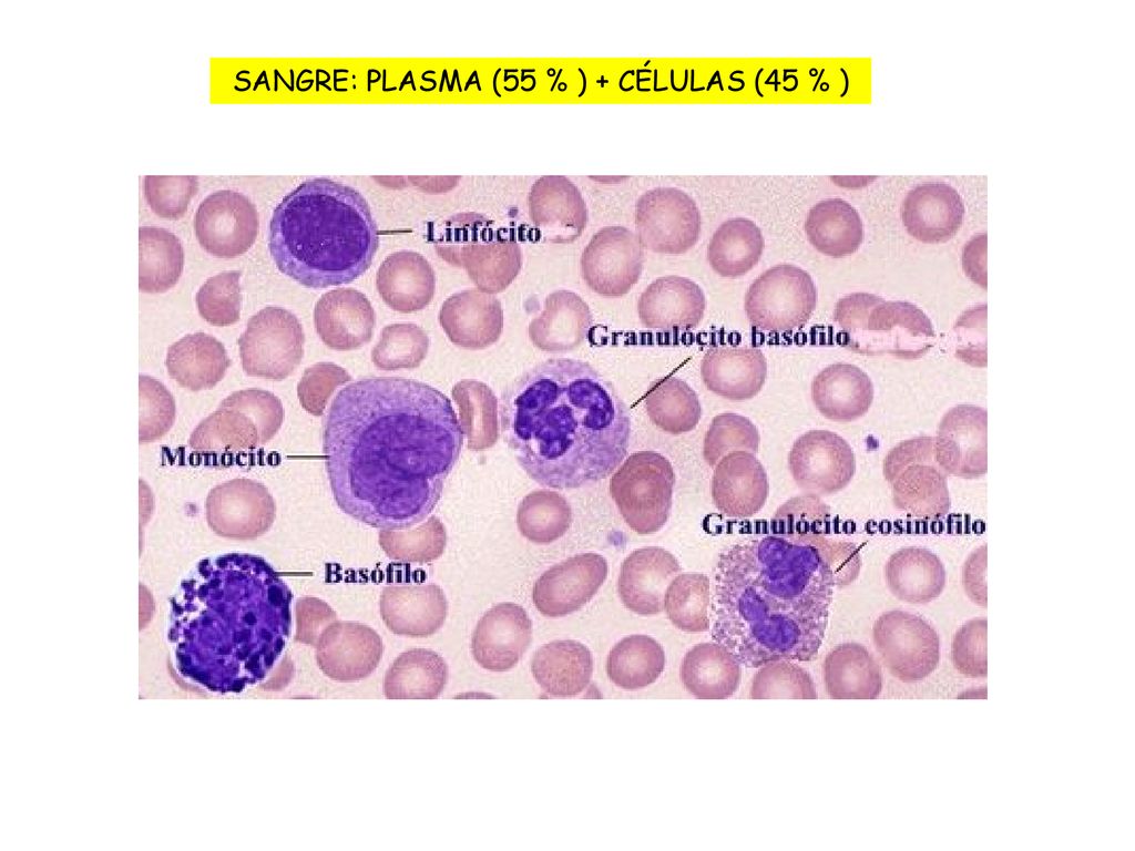 SANGRE: PLASMA (55 % ) + CÉLULAS (45 % )