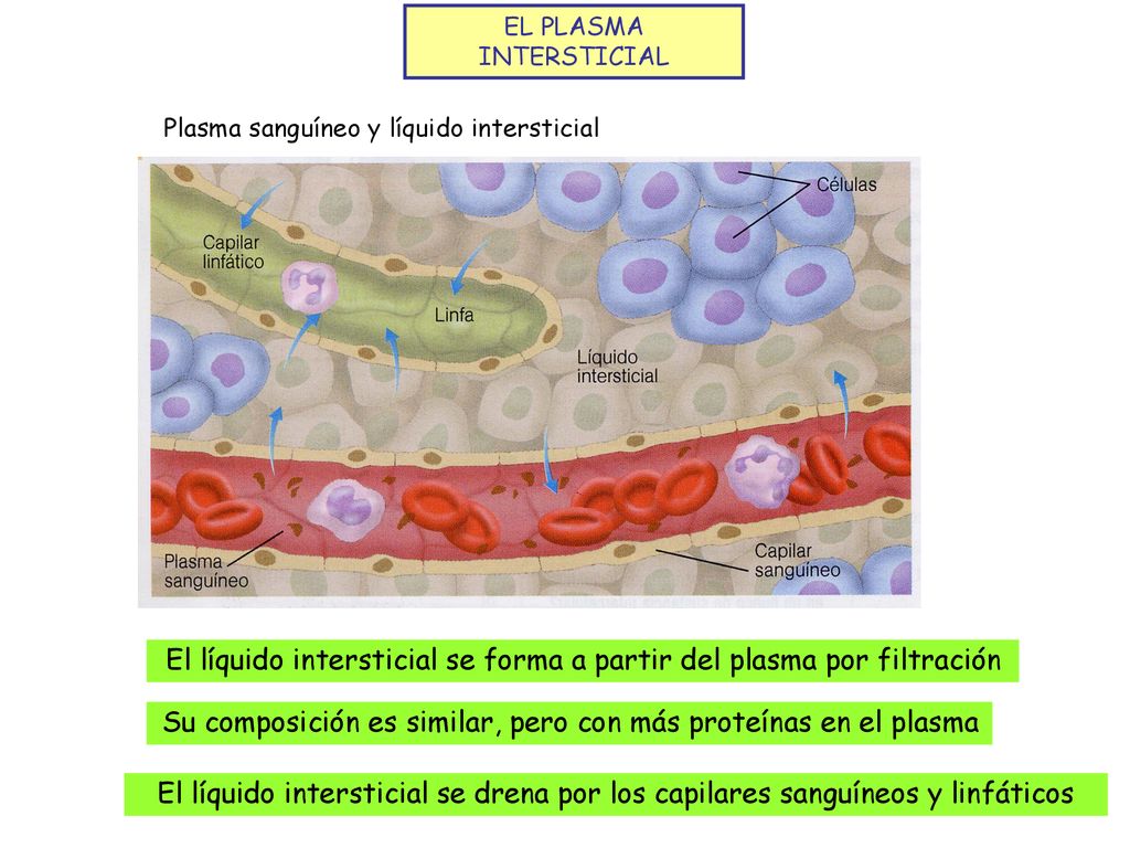 El líquido intersticial se forma a partir del plasma por filtración