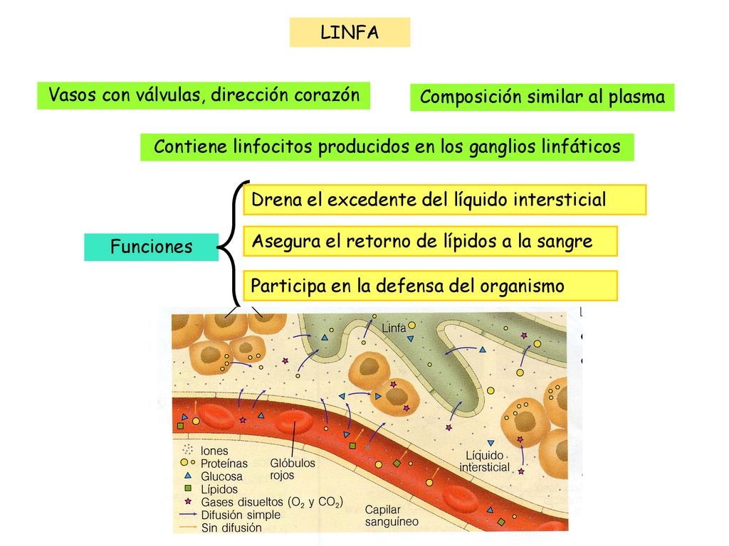 Vasos con válvulas, dirección corazón Composición similar al plasma