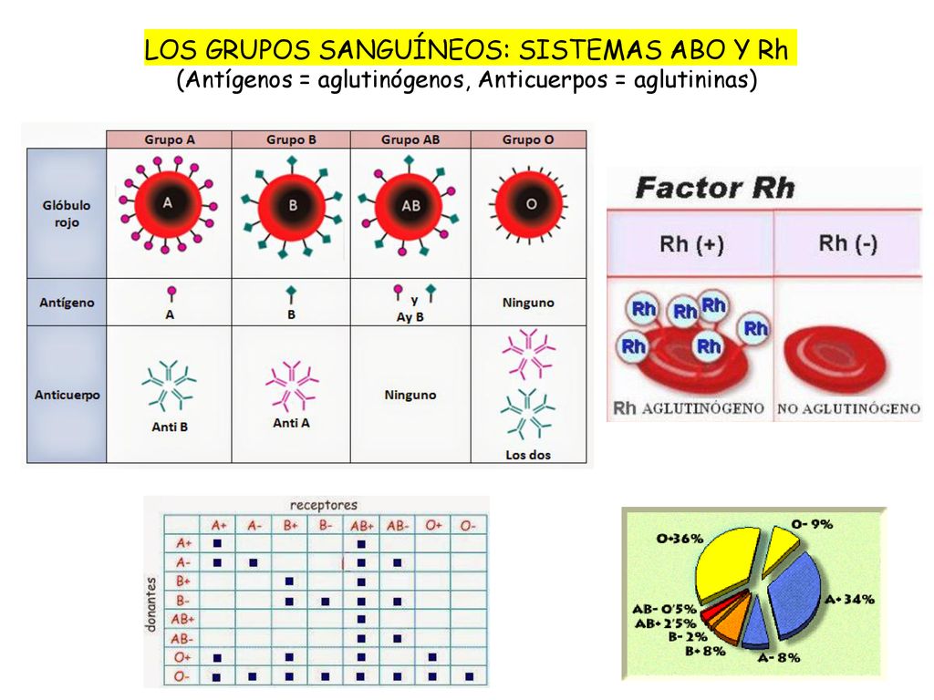 LOS GRUPOS SANGUÍNEOS: SISTEMAS ABO Y Rh (Antígenos = aglutinógenos, Anticuerpos = aglutininas)